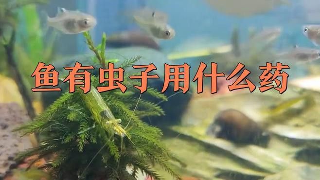 如何正確使用龍魚專用除蟲藥？