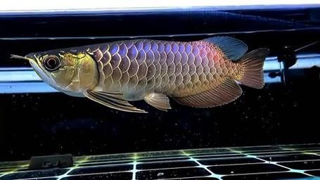 金龍魚怎么分過背高背