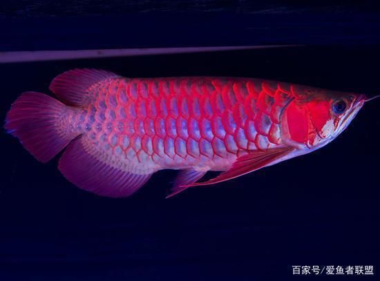 龍魚喜歡趴底怎么辦：龍魚趴底可能有多種原因，包括水質(zhì)問題、環(huán)境變化、疾病等