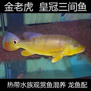 和龍魚混養的底層魚：與龍魚一起混養的底層魚
