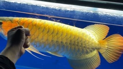 紅龍魚怎樣拉大鰭尾（紅龍魚怎么養出七鰭才會大？）