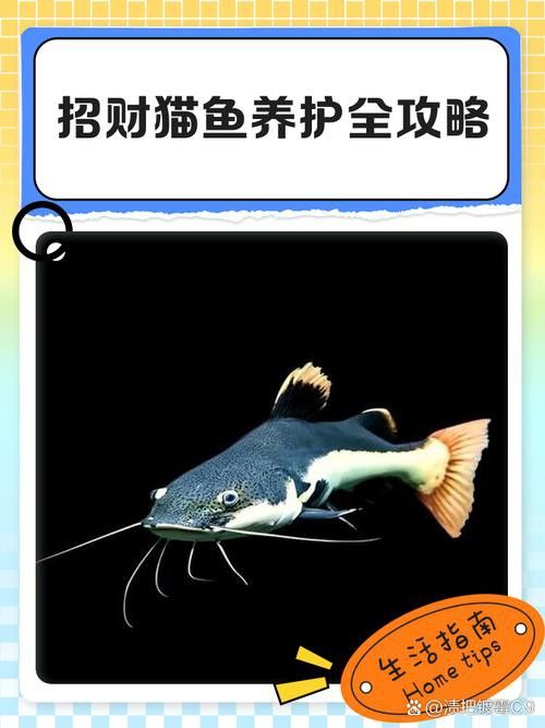 招財(cái)貓把銀龍魚吃了