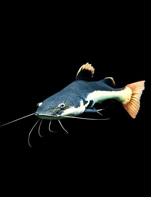 招財(cái)貓把銀龍魚吃了