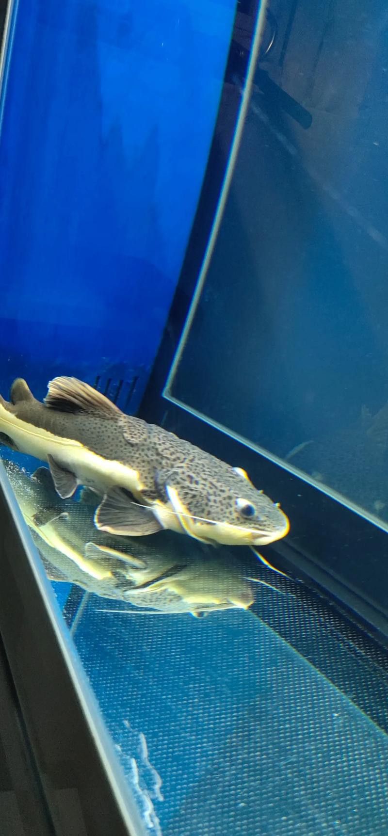 招財(cái)貓把銀龍魚吃了