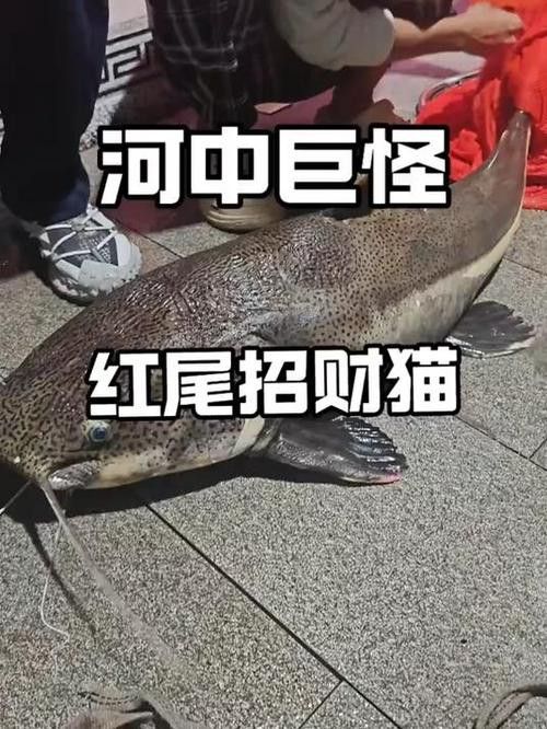 招財(cái)貓把銀龍魚吃了