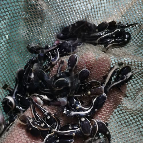 招財(cái)貓把銀龍魚吃了