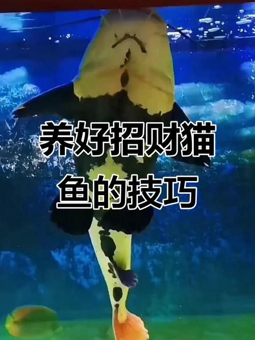 招財(cái)貓把銀龍魚吃了