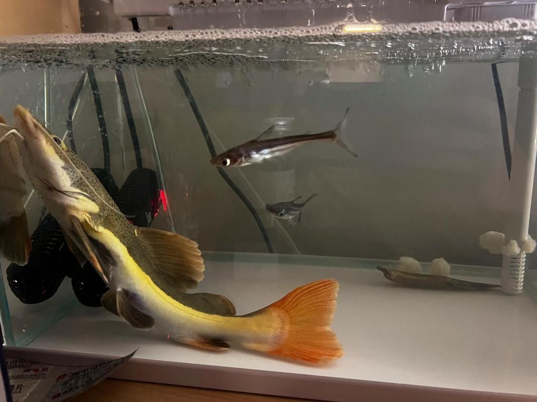 招財(cái)貓把銀龍魚吃了
