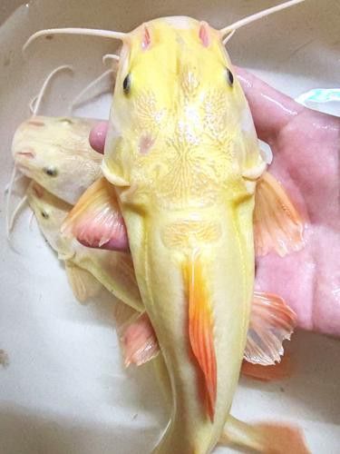招財(cái)貓把銀龍魚吃了