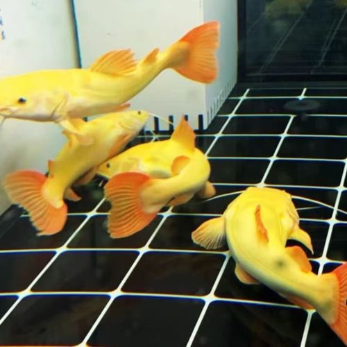 招財(cái)貓把銀龍魚吃了