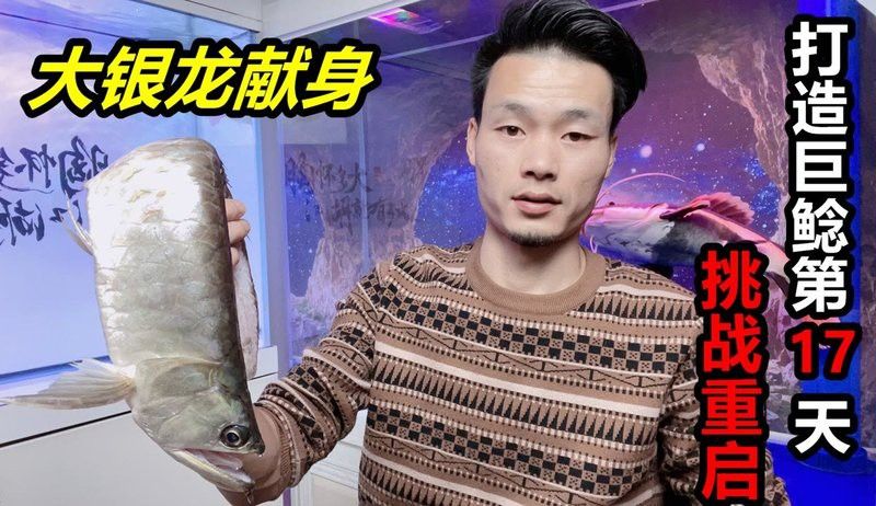 招財(cái)貓把銀龍魚吃了