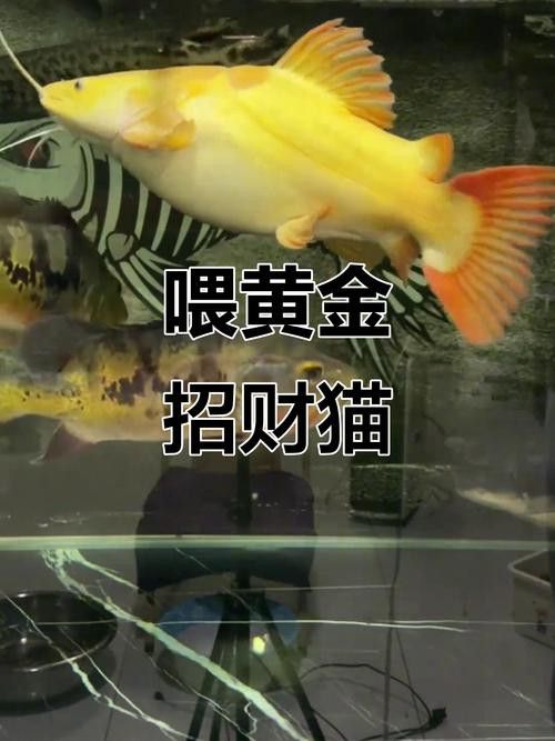 招財(cái)貓把銀龍魚吃了