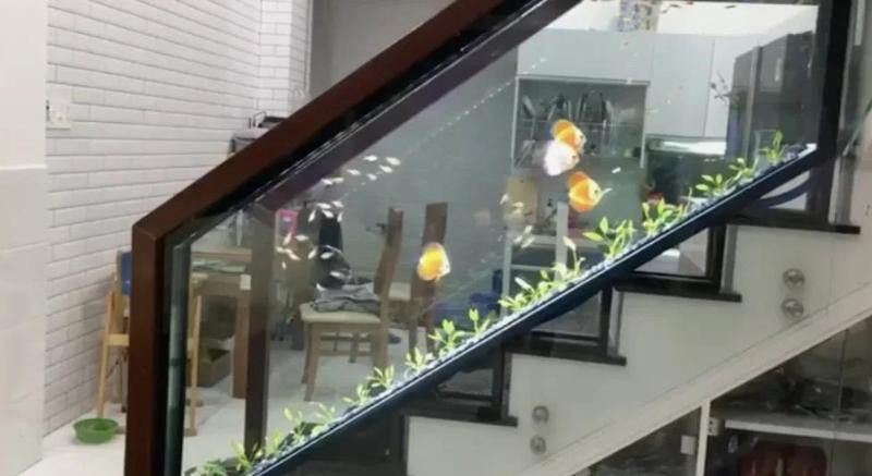 招財(cái)貓把銀龍魚吃了