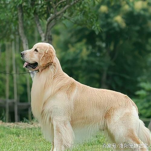 賽級犬屬于什么檔次