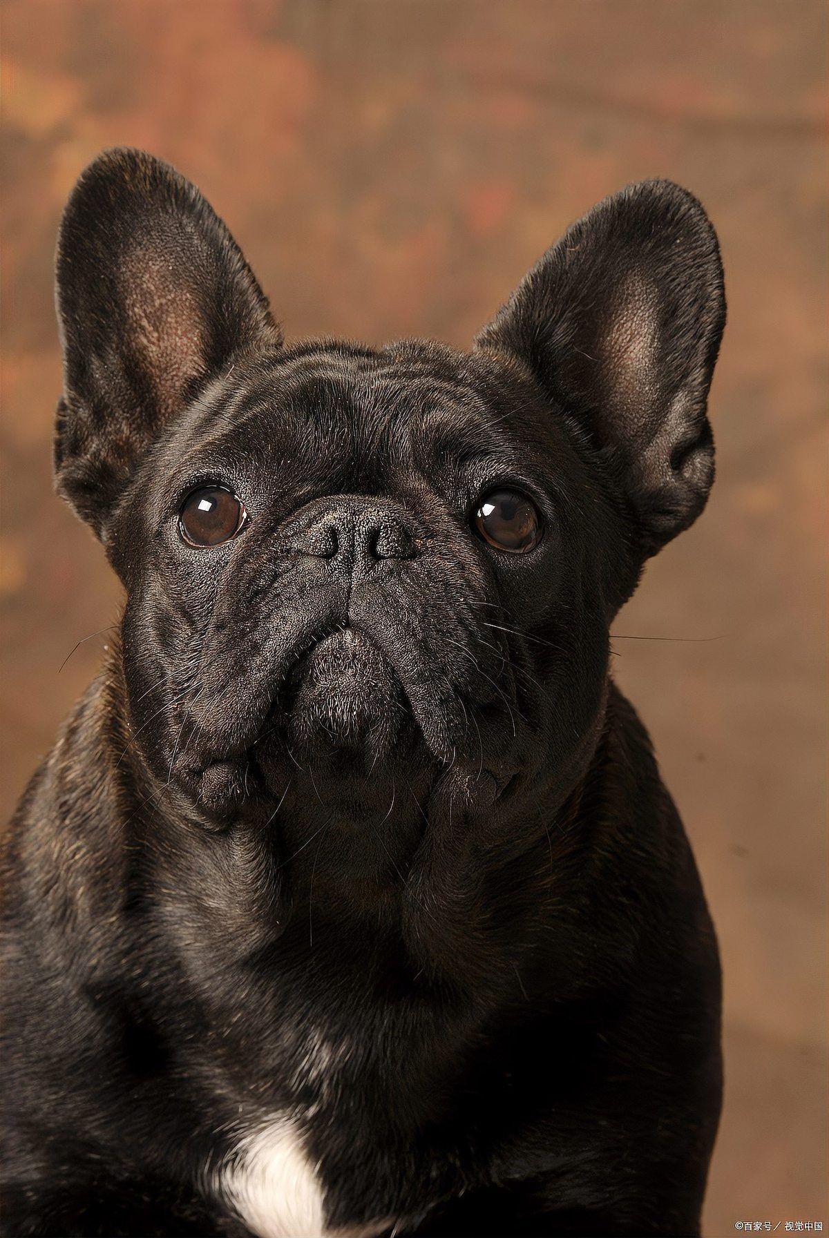 賽級犬屬于什么檔次