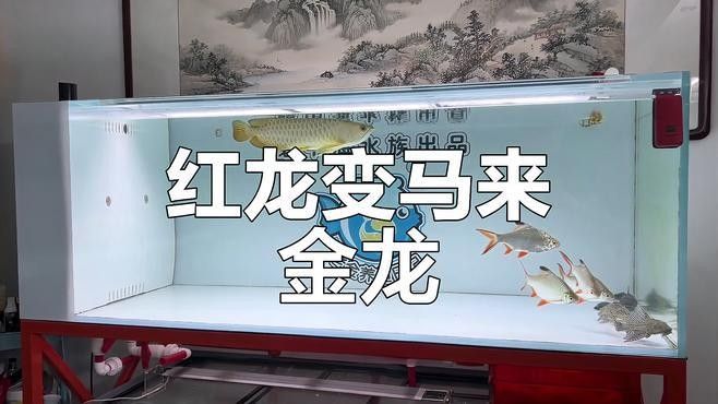 馬來紅龍魚圖片