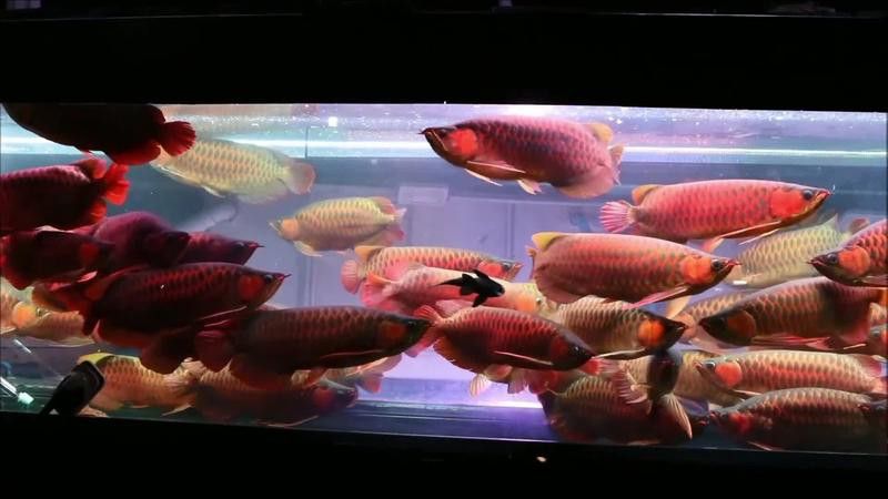 紅龍魚市場價格范圍