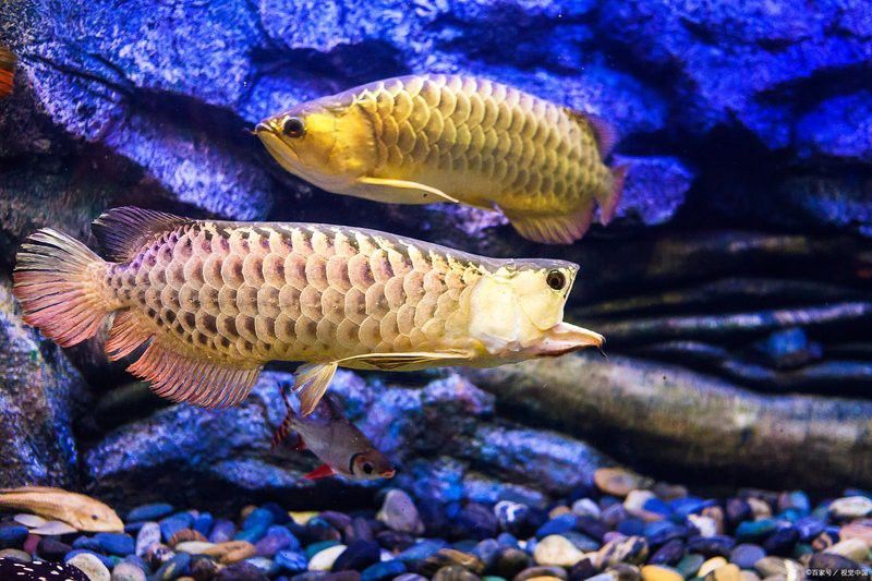 最貴的紅龍魚多少錢一條啊圖片
