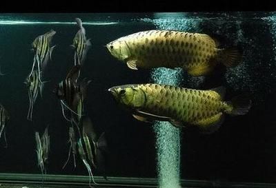 龍魚虎魚打架嗎會死嗎：如何判斷龍魚虎魚打架