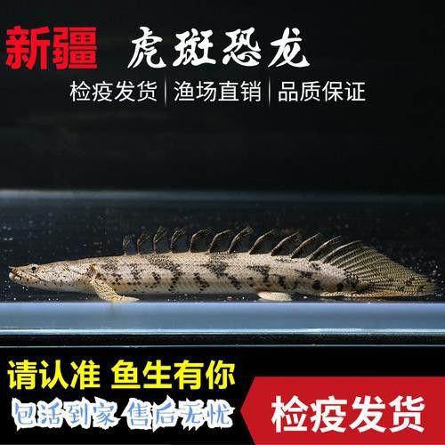 虎紋恐龍魚繁殖方式圖片大全