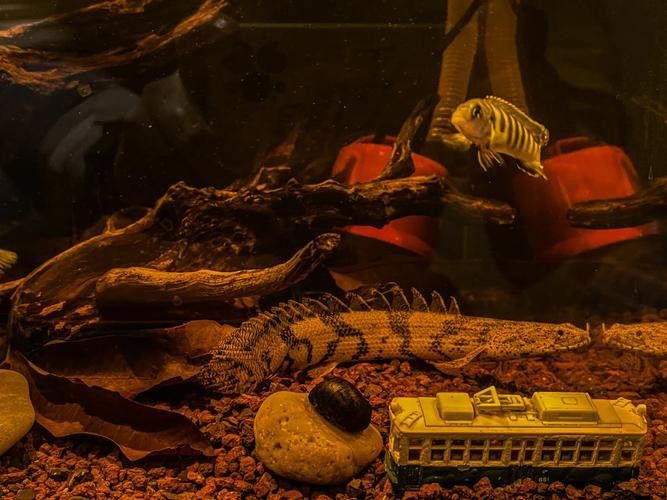 虎紋恐龍魚繁殖方式圖片大全