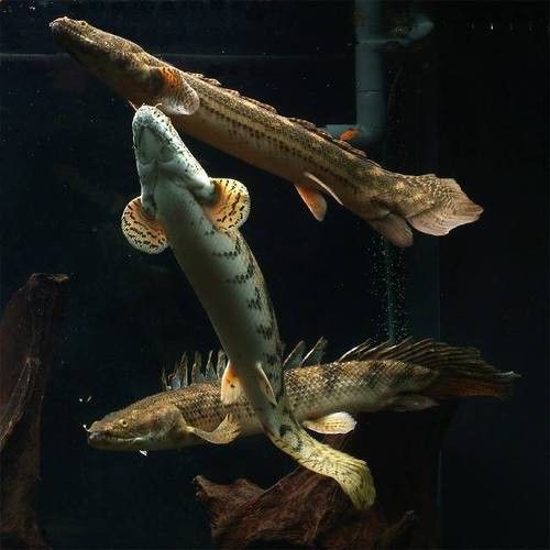 虎紋恐龍魚繁殖方式圖片大全