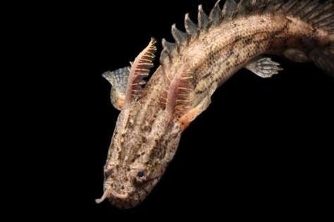 虎紋恐龍魚繁殖方式圖片大全