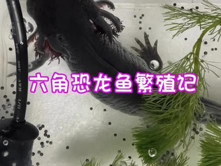 虎紋恐龍魚繁殖方式圖片大全