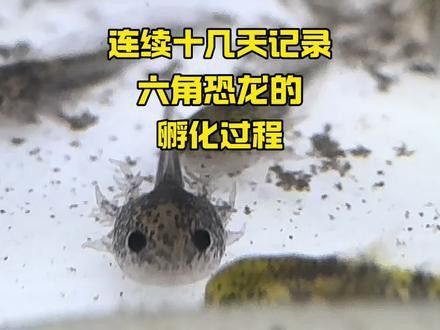 虎紋恐龍魚繁殖方式圖片大全