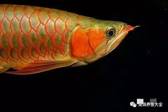 虎紋恐龍魚繁殖方式圖片大全