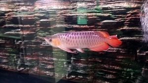龍魚為什么這么貴：龍魚價(jià)格趨勢(shì)分析：金龍魚與紅龍魚的區(qū)別如何辨別龍魚的品相