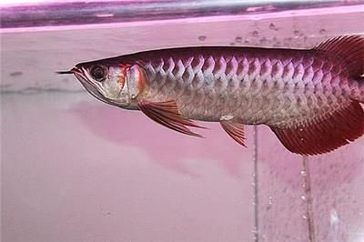 紅龍魚兩天喂一次行嗎（紅龍魚幾天喂一次）