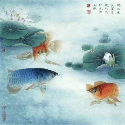 金龍魚(yú)藍(lán)色【金龍魚(yú)為什么會(huì)有藍(lán)色底色？】