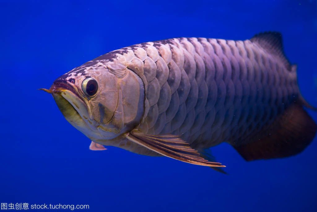 金龍魚(yú)藍(lán)色【金龍魚(yú)為什么會(huì)有藍(lán)色底色？】