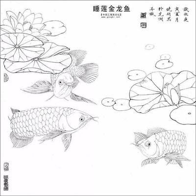 金龍魚(yú)藍(lán)色【金龍魚(yú)為什么會(huì)有藍(lán)色底色？】