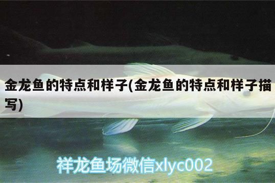 金龍魚外形特征（金龍魚品種分類，金龍魚飼養技巧）