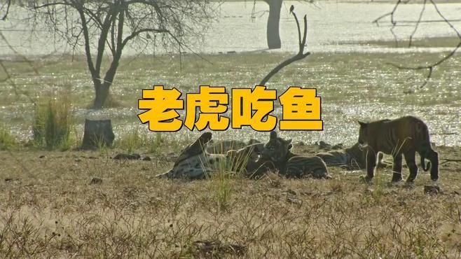 老虎抓魚是吃魚還是吃魚