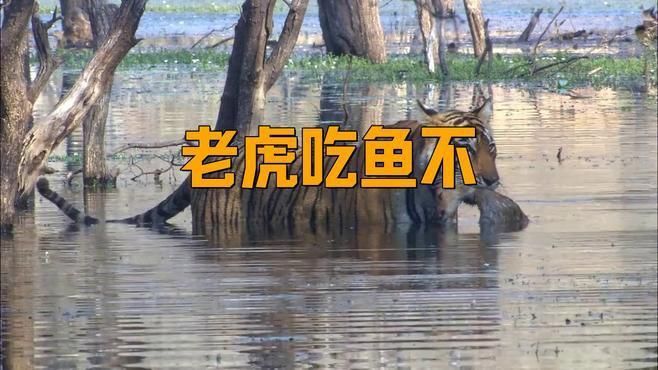 老虎抓魚是吃魚還是吃魚