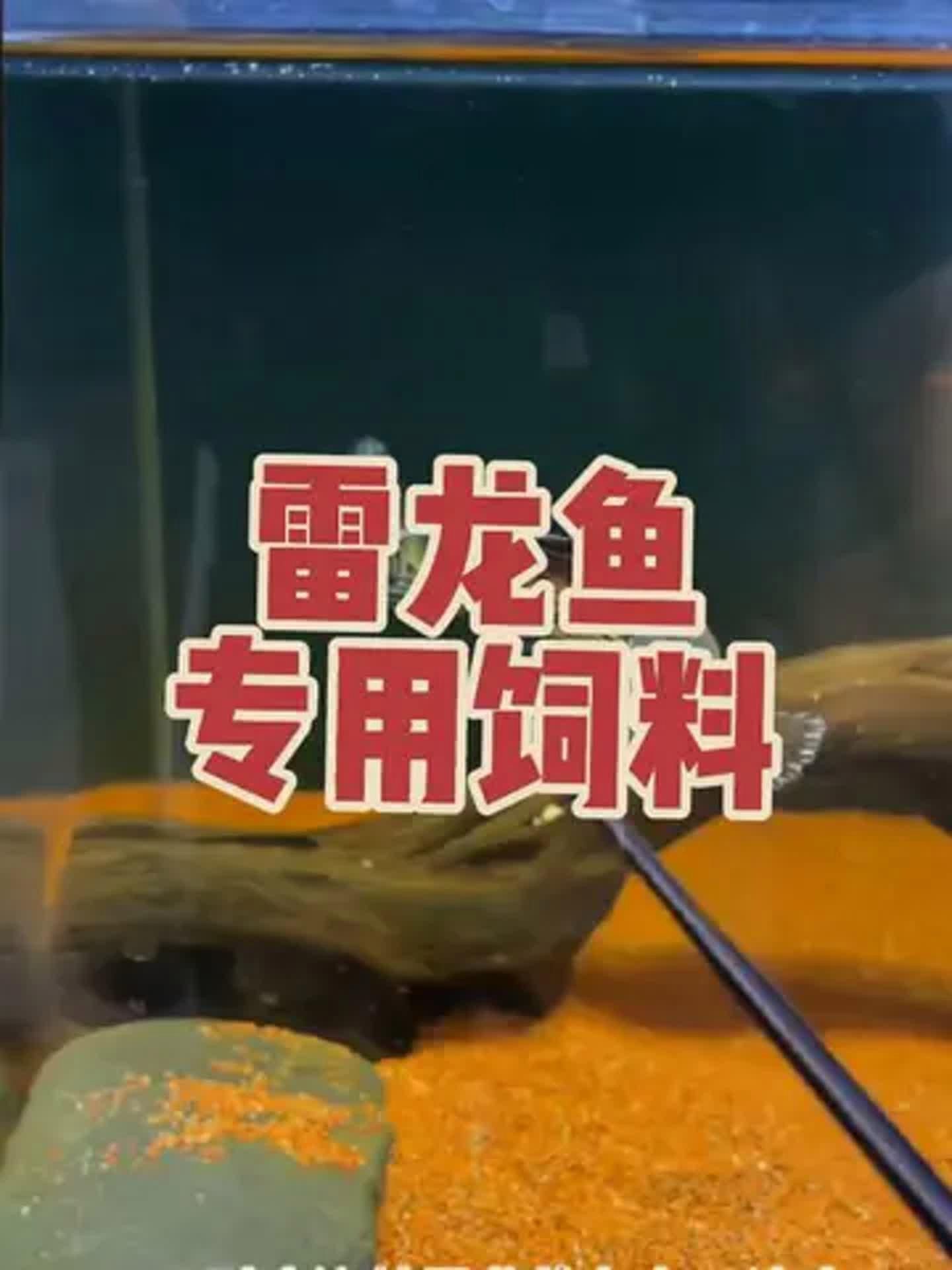 雷龍魚喂飼料什么牌比較好