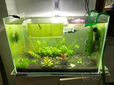 龍魚缸TDS值的適宜范圍（龍魚缸tds值在200至300之間是正常的嗎？）