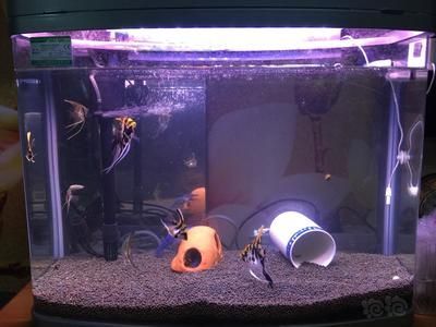 龍魚缸TDS值的適宜范圍（龍魚缸tds值在200至300之間是正常的嗎？）
