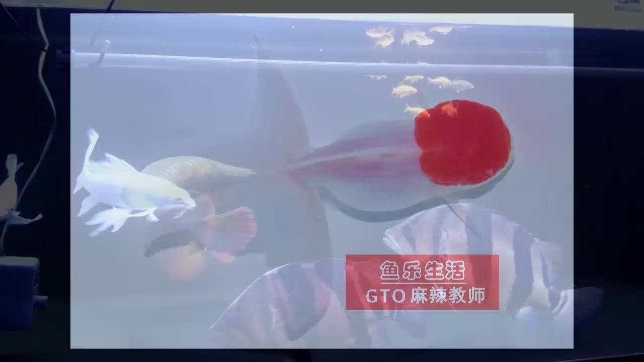 龍魚嘴巴抖動(dòng)（龍魚嘴巴抖動(dòng)可能由多種因素引起，）