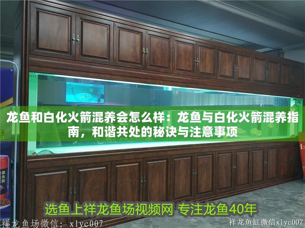 龍魚和白化火箭混養會怎么樣：龍魚與白化火箭混養指南，和諧共處的秘訣與注意事項