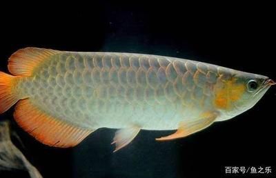 龍魚脫肛最怕三個藥（龍魚脫肛怎么辦）