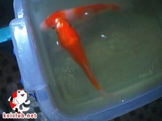 觀賞龍魚能吃嗎（觀賞魚可以吃么？）