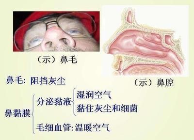 龍魚鼻孔變大怎么回事：龍魚鼻孔變大可能是由于多種原因引起的