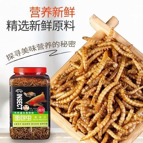 龍魚 烏龜糧 龍魚百科 第6張 龍魚 烏龜糧 龍魚 烏龜糧 龍魚百科 第6張