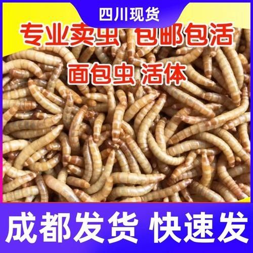 龍魚 烏龜糧 龍魚百科 第4張 龍魚 烏龜糧 龍魚 烏龜糧 龍魚百科 第4張