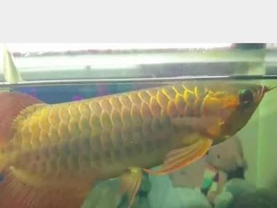 龍魚浮頭游：龍魚浮頭游應(yīng)避免因飼養(yǎng)方式不對給龍魚帶來的不適