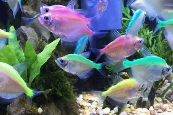 紅龍魚增色飼料怎么配制的